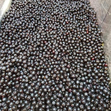 Sveza aronija - 1 kg RASPRODATO !
